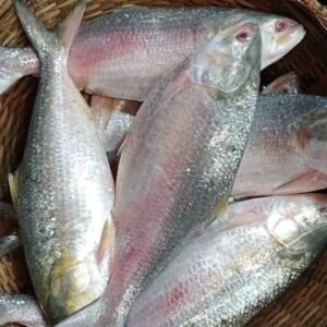 ৬ পিছ মাছ ৫ কেজি (২০০০×১)