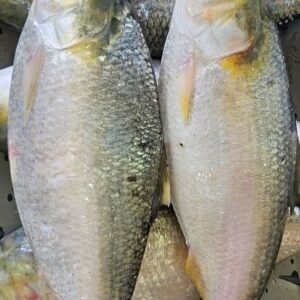 ৫ পিছ মাছ ৮ কেজি (৩০০০×১)