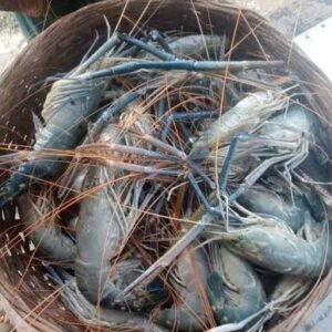 ৪ কেজি চিংড়ি মাছ (২০০০×১)